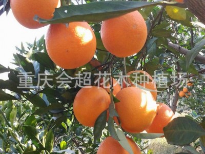 大量批发沃柑苗塔罗科血橙苗 枸橘苗柑橘砧木 柑桔苗图2