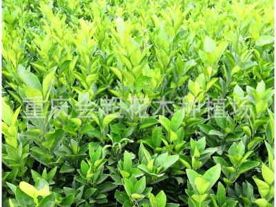 大量批发沃柑苗塔罗科血橙苗 枸橘苗柑橘砧木 柑桔苗图4