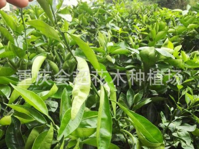 大量批发沃柑苗塔罗科血橙苗 枸橘苗柑橘砧木 柑桔苗图5