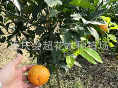 基地直供各种柑橘苗 纽荷尔脐橙苗 卡拉卡拉红肉脐橙苗 柑桔苗图5