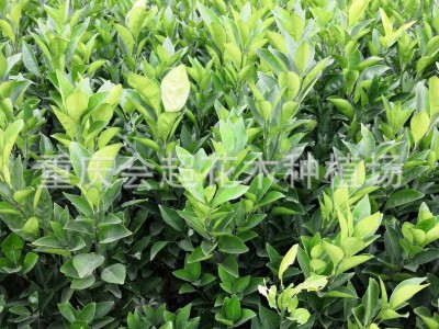 基地直供各种柑橘苗 纽荷尔脐橙苗 卡拉卡拉红肉脐橙苗 柑桔苗图2