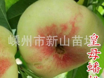 皇母蟠桃苗 银河蟠桃苗上海蟠桃苗王母蟠桃金山蟠桃树苗新山苗场图2