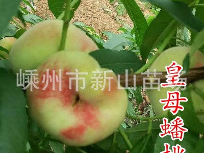 皇母蟠桃苗 银河蟠桃苗上海蟠桃苗王母蟠桃金山蟠桃树苗新山苗场图3