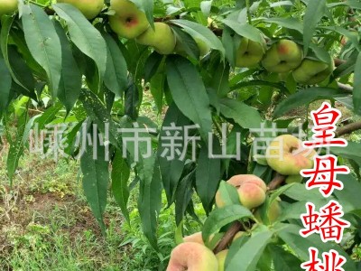 皇母蟠桃苗 银河蟠桃苗上海蟠桃苗王母蟠桃金山蟠桃树苗新山苗场图4