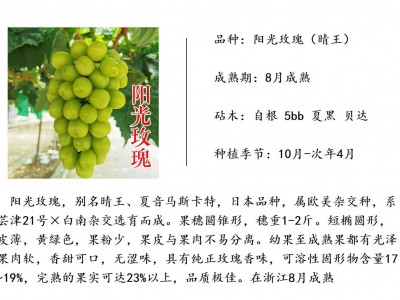 阳光玫瑰葡萄苗 5bb 3309 贝达青提无籽 日本香印晴王葡萄苗图2