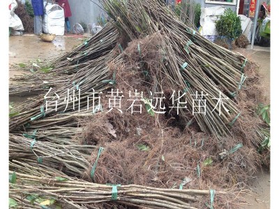 远华苗木场1年生枇杷实生苗 枇杷籽播苗 枇杷芽苗 庭院园林绿化图4