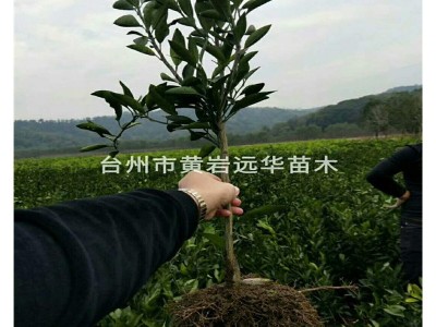 正宗黄岩蜜桔一年生 树苗嫁接早熟无核蜜桔苗 桔子树苗 当年结果图1