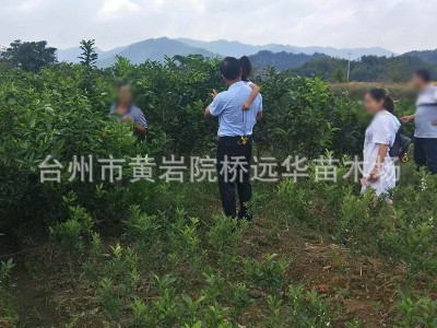 正宗黄岩蜜桔一年生 树苗嫁接早熟无核蜜桔苗 桔子树苗 当年结果图3