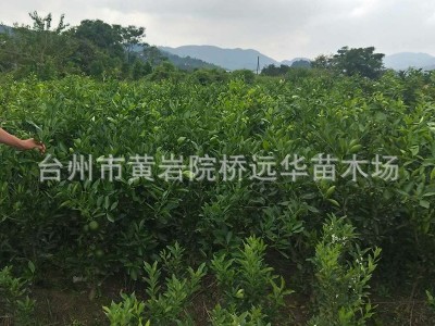 正宗黄岩蜜桔一年生 树苗嫁接早熟无核蜜桔苗 桔子树苗 当年结果图2
