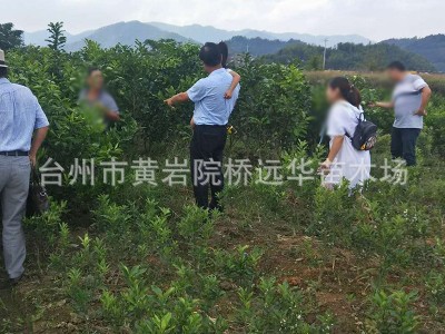 正宗黄岩蜜桔一年生 树苗嫁接早熟无核蜜桔苗 桔子树苗 当年结果图4