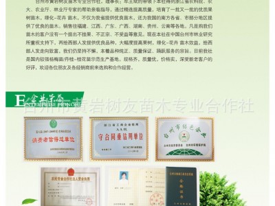 【树友苗木】黑珍珠嫁接樱桃苗 樱桃树苗 盆栽地栽北方南方种植图3