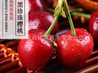【树友苗木】黑珍珠嫁接樱桃苗 樱桃树苗 盆栽地栽北方南方种植图4