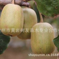 树友苗木-大量供应红阳猕猴桃 1-3年嫁接苗大颗红阳猕猴桃苗