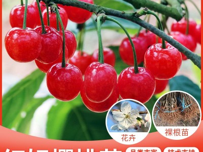 红妃樱桃树樱桃苗 南方樱桃南早红樱桃苗 低需冷量樱桃树苗包技术图2