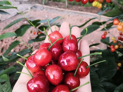 红妃樱桃树樱桃苗 南方樱桃南早红樱桃苗 低需冷量樱桃树苗包技术图4