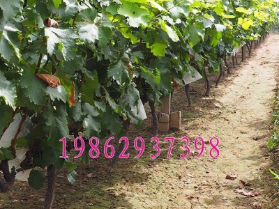 葡萄树苗 巨峰葡萄苗结果树 南北方种植树苗 巨峰葡萄果树苗图3