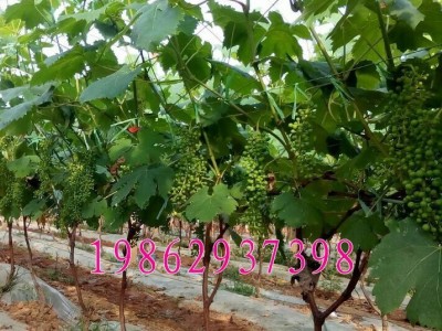 葡萄树苗 巨峰葡萄苗结果树 南北方种植树苗 巨峰葡萄果树苗图4