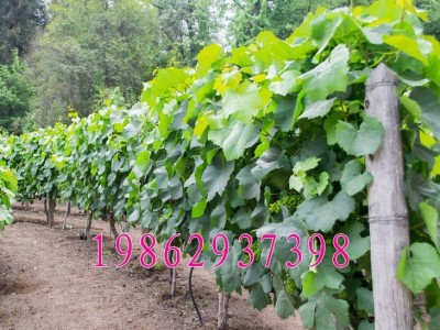 葡萄树苗 巨峰葡萄苗结果树 南北方种植树苗 巨峰葡萄果树苗图5