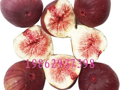 波姬红无花果树苗 盆栽地栽无花果苗庭院果树南北方种植当年结图5