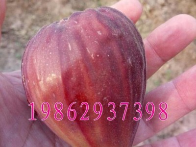 波姬红无花果树苗 盆栽地栽无花果苗庭院果树南北方种植当年结图4