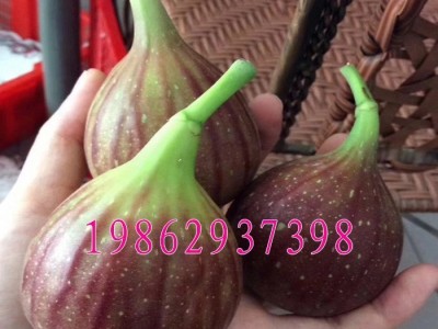 波姬红无花果树苗 盆栽地栽无花果苗庭院果树南北方种植当年结图3