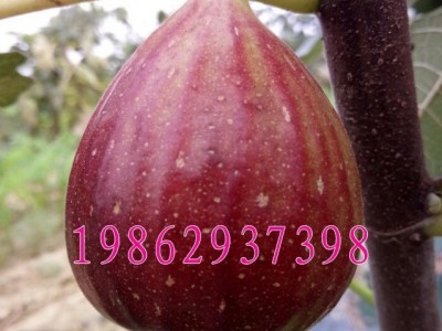 波姬红无花果树苗 盆栽地栽无花果苗庭院果树南北方种植当年结图2