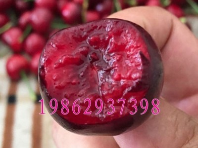 大樱桃树苗 美早樱桃苗 嫁接樱桃苗 南北方种植果树苗可盆栽地栽图3