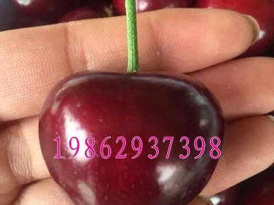 大樱桃树苗 美早樱桃苗 嫁接樱桃苗 南北方种植果树苗可盆栽地栽图2