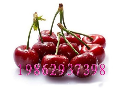 大樱桃树苗 美早樱桃苗 嫁接樱桃苗 南北方种植果树苗可盆栽地栽图5