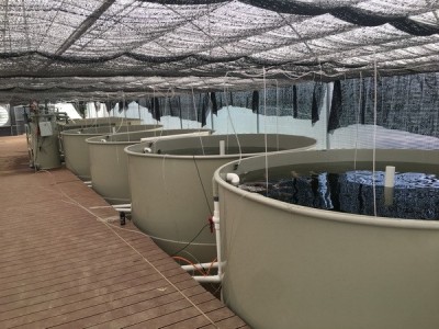 PP工厂化高密度塑料养鱼池室内泥鳅养殖池 ZPT116图5