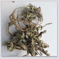 车前草 秦巴山区野外生长 产地一手货源 泡水 炒茶 人工挑选