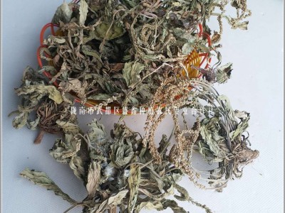车前草 秦巴山区野外生长 产地一手货源 泡水 炒茶 人工挑选图4