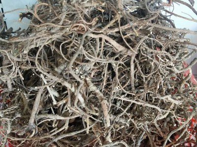 柴胡 秦巴山区野外生长 加工北柴胡 芦头0.5公分左右 产地批发图3