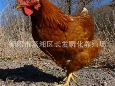 湖南厂家供应海兰裼蛋鸡高营养鸡苗批发包邮图4