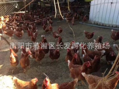 湖南厂家供应海兰裼蛋鸡高营养鸡苗批发包邮图5