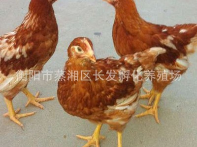 湖南厂家供应海兰裼蛋鸡高营养鸡苗批发包邮图3
