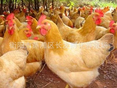 厂家常年供应优质三黄鸡混合苗大量批发三黄土鸡包邮图2