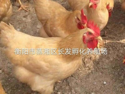 厂家常年供应优质三黄鸡混合苗大量批发三黄土鸡包邮图3