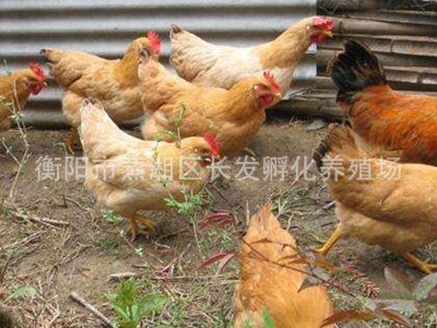 厂家常年供应优质三黄鸡混合苗大量批发三黄土鸡包邮图5