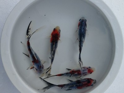 3-5CM小型冷水鱼淡水鱼观赏鱼摆摊饲料鱼小金鱼红草金鱼锦鲫活体图3