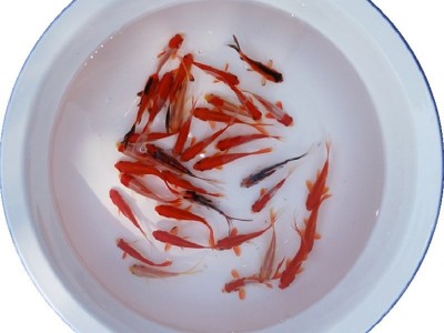 5-7CM摆摊捞钓小金鱼小红草锦鲫活体饲料鱼冷水观赏鱼活鱼苗批发图5