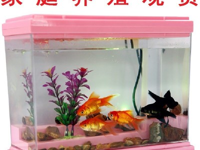 5-7CM摆摊捞钓小金鱼小红草锦鲫活体饲料鱼冷水观赏鱼活鱼苗批发图4
