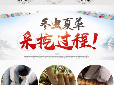 西藏那曲虫草 藏民家中采购冬虫夏草 产地店铺干货现货批发代发图2