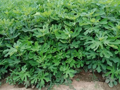 无花果种子 阳台庭院盆栽果树种籽蜜果多年生春秋播蔬菜水果种孑图4