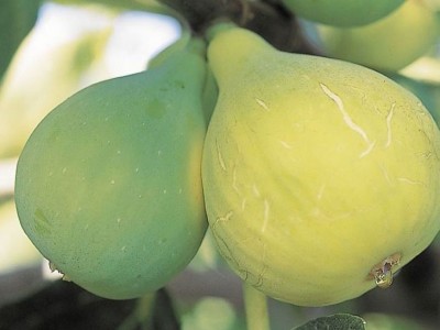 无花果种子 阳台庭院盆栽果树种籽蜜果多年生春秋播蔬菜水果种孑图5