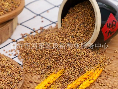 现货批发水培红杆萝卜种子501水培萝卜苗萝卜芽当季新种四季种植图2