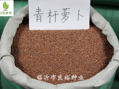 批发 白杆萝卜芽苗菜种子 水培芽苗菜 萝卜苗种子当季新种图4