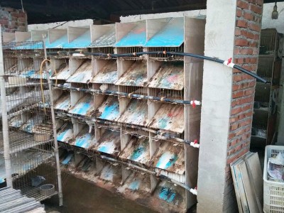 免清粪阶梯兔笼济南厂家 三层九窝种兔免清粪阶梯笼 镀锌阶梯兔笼图4