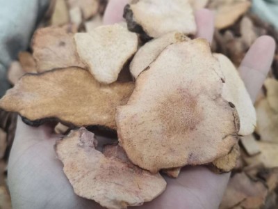 土茯苓粉质 中药材 土茯苓切片 实图拍摄 一手货源 量大价优图5