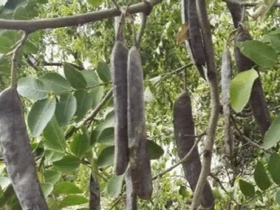 产地直销中药材皂角大皂角种植基地直发皂角种子图4